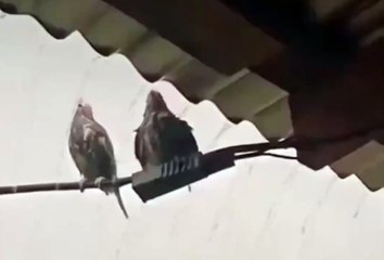 A bird pushes its friend under a shed during a downpour.. 😊
