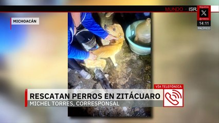 Rescatan a dos perros en condiciones de abandono y desnutrición en Michoacán