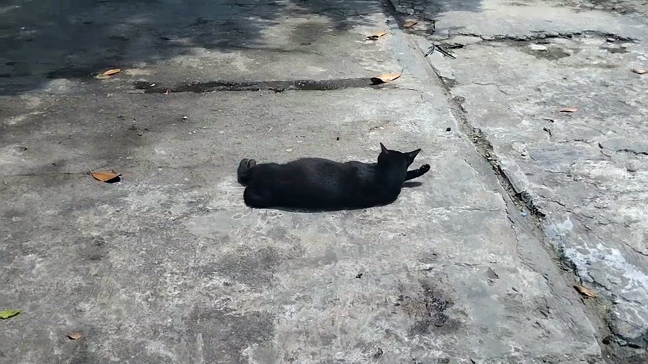 Pregnant Black Stray Cat Enjoying a Sunny Day | Sunbathing time | Black cat
