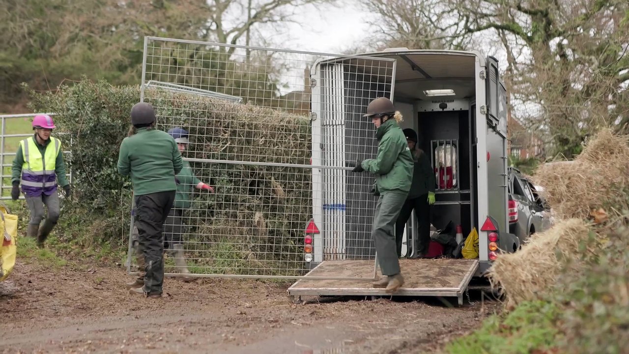 Icelandic horses rescue