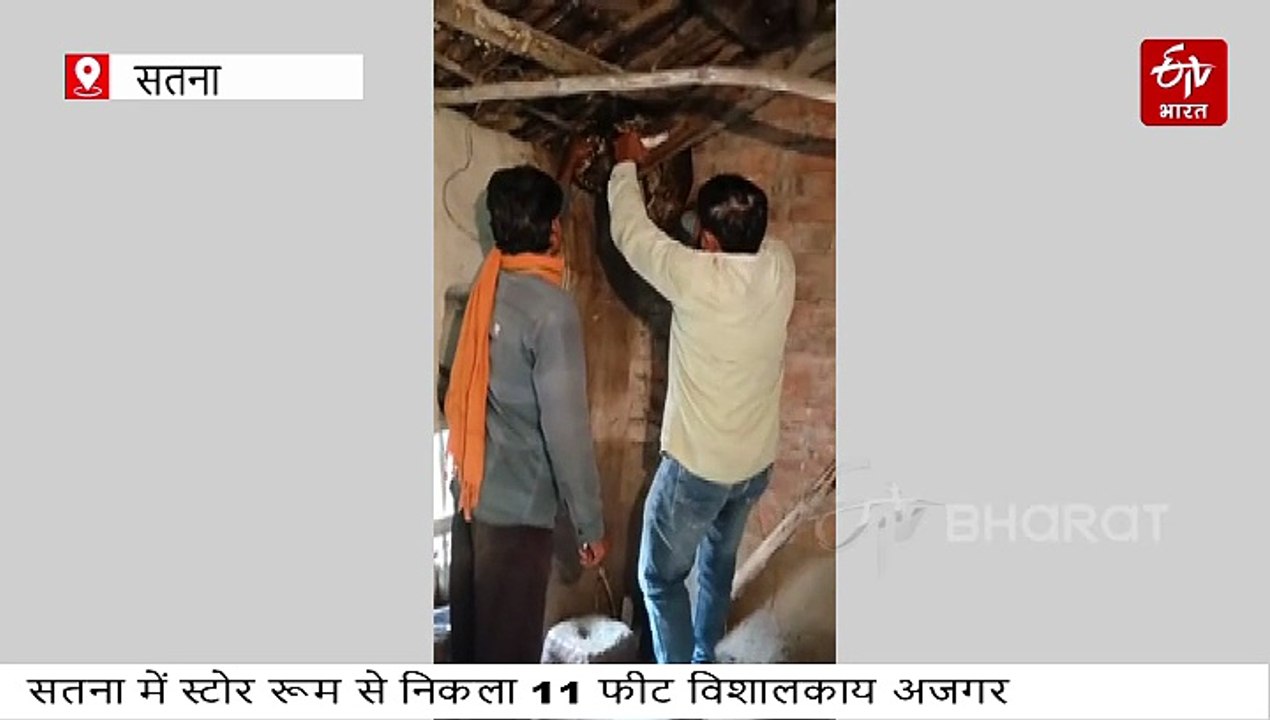 स्टोर रूम में विशालकाय अजगर, रेस्क्यू करने पहुंची वन विभाग की टीम के छूटे पसीने