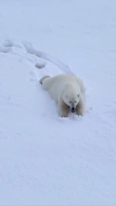 Polar Bear