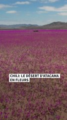 Le désert le plus sec du monde est en fleurs au Chili
