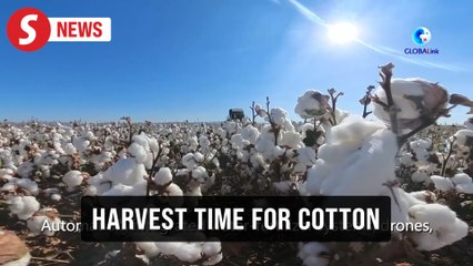 Advanced mechanisation drives Xinjiang's cotton harvest