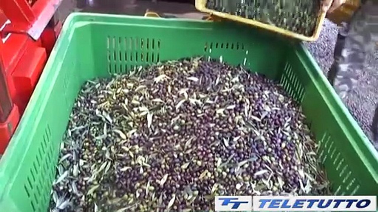 Video News - Sebino: iniziata la raccolta delle olive