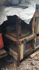 I built a shelter for a pregnant stray cat to give birth