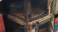 I built a shelter for a pregnant stray cat to give birth