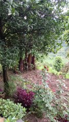 Slow Motion Green Grass Movement – Relax & Breathe