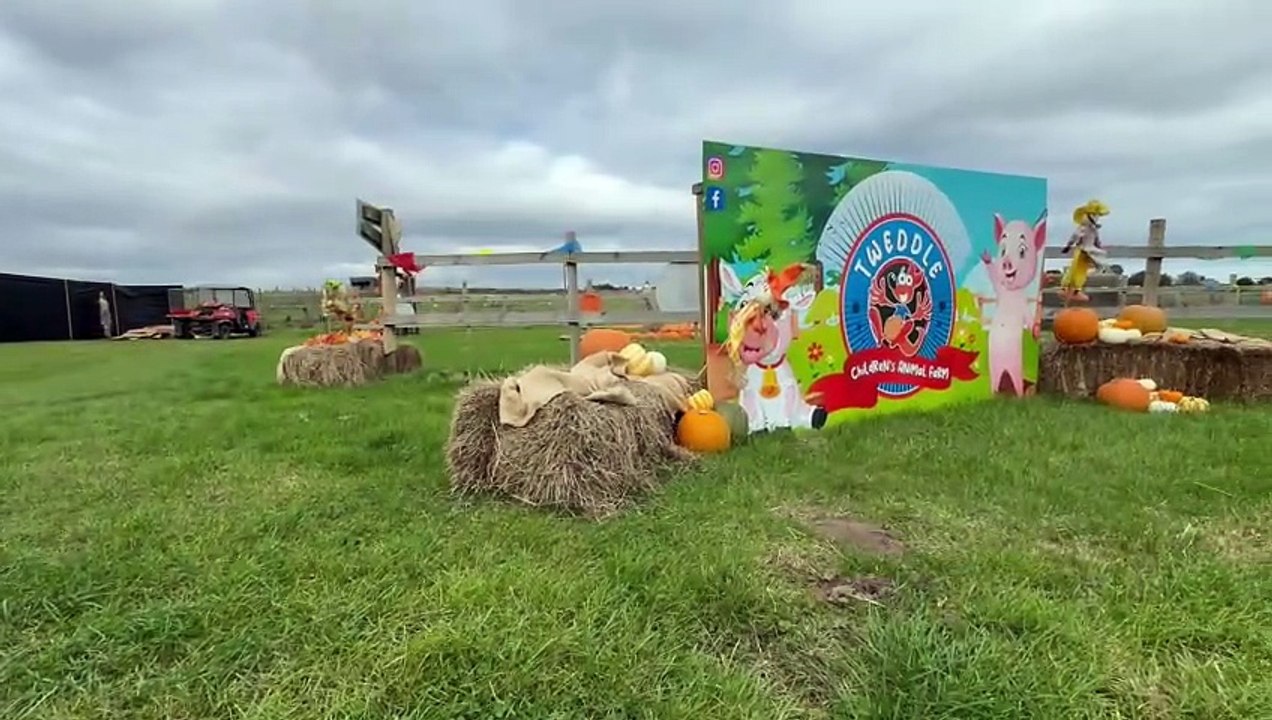 Take a look at Tweddle Farm's annual pumpkin patch