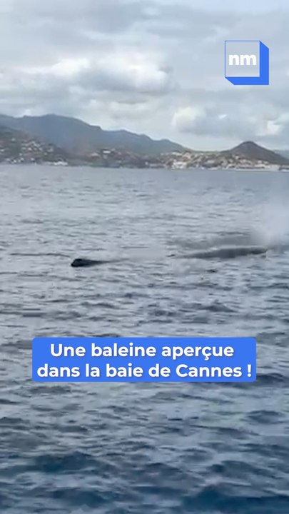 Les belles images d'une baleine aperçue dans la baie de Cannes