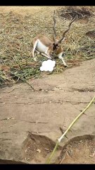 Do you also think Netflix needs this?