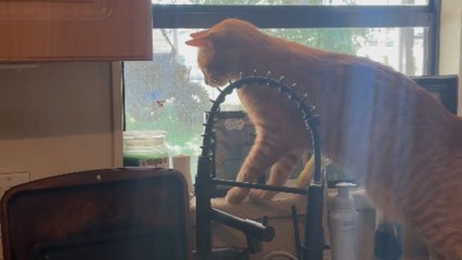 Orange cat hunts a wasp but ends up breaking a cup in the process