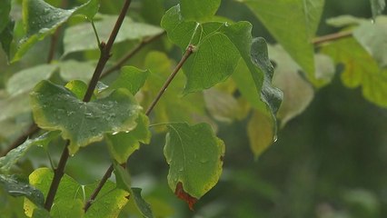 [날씨] 내일도 흐리고 곳에 따라 비...낮 기온 크게 올라 / YTN