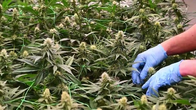 El uso medicinal del cannabis y la creación de universidades centran el Consejo de Ministros
