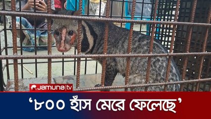 নেত্রকোনায় বিরল প্রজাতির গন্ধগোকুল উদ্ধার 😲 | Rare Animal Found in Netrokona | Bangla Wildlife News 2025