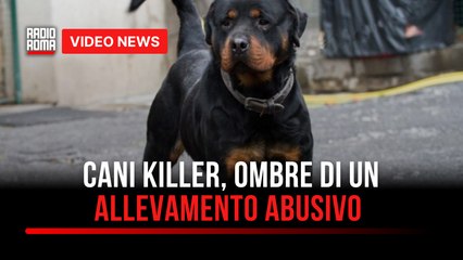 Cani killer, ombre di un allevamento abusivo