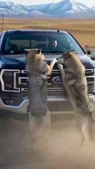 The_Gray_Wolves_Save_Their_Pup_With_The_Help_of_A_Man_#animals_#rescue_#dog(360p)