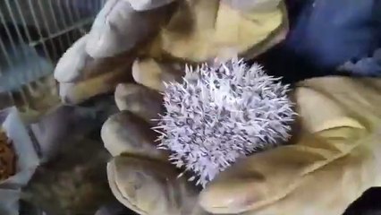 Balvanera: allanaron un criadero ilegal de más de 80 erizos africanos