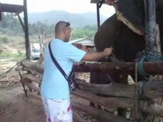 JE DOMME A MANGER A UN ELEPHANTEAU A KOH CHANG