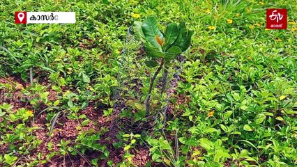 പത്തടി മാത്രം ഉയരം; മൂന്ന് വര്‍ഷം കൊണ്ട് വിളവ്, ലാഭകരം കശുമാവിന്‍ കൃഷി, നൂതന രീതിയുമായി പ്ലാൻ്റേഷൻ കോർപറേഷൻ