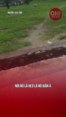 Gì mà như con heo zậy