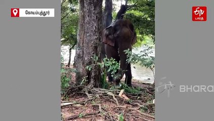 கோவையில் காயங்களுடன் சுற்றி வந்த மக்னா யானை உயிரிழப்பு!