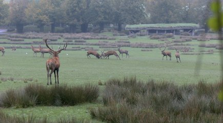 Le brame du cerf : un spectacle naturel à ne pas manquer cet automne