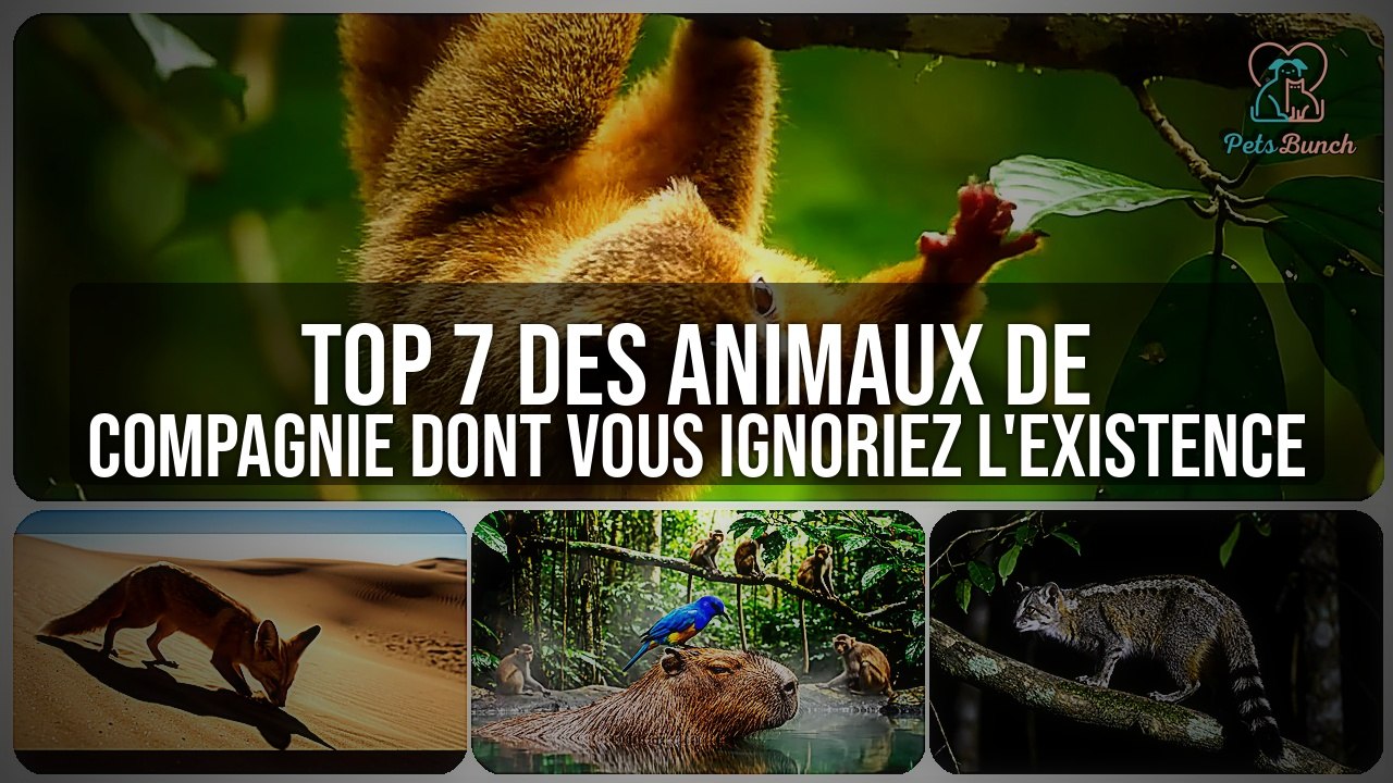 Top 7 Animaux de Compagnie Rares et Méconnus