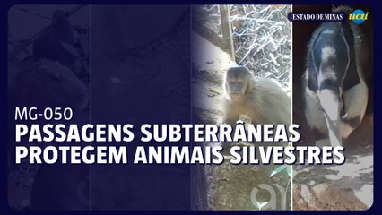 MG-050: passagens subterrâneas protegem animais silvestres em Minas