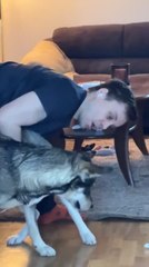 Man and Husky Pause Before Trying to Grab Fallen Earphones