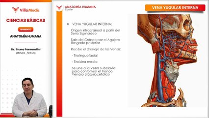 4.6 CUELLO-VENA YUGULAR INTERNA.mp4