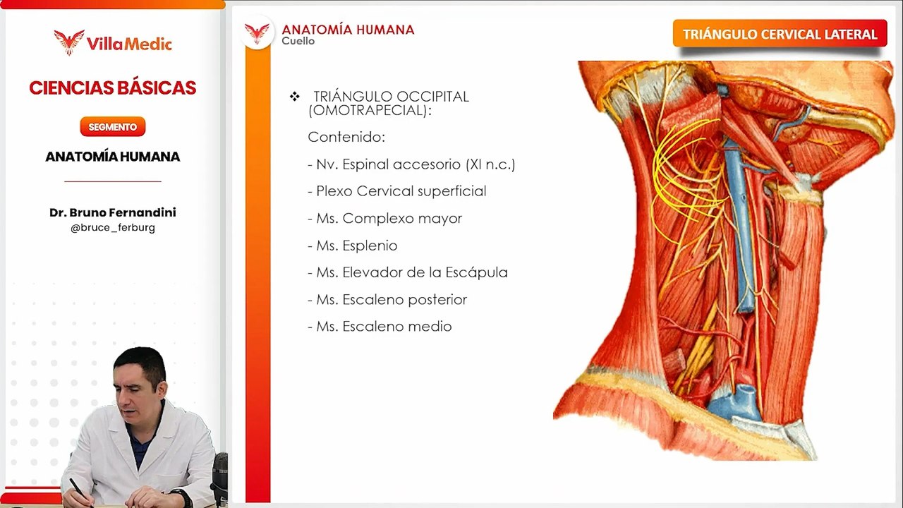 4.11 CUELLO-TRIANGULO CERVICAL LATERAL.mp4