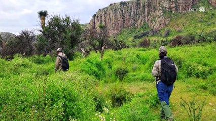 El Águila Real resiste en los Altos Norte de Jalisco