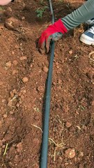 tomato seedling planting