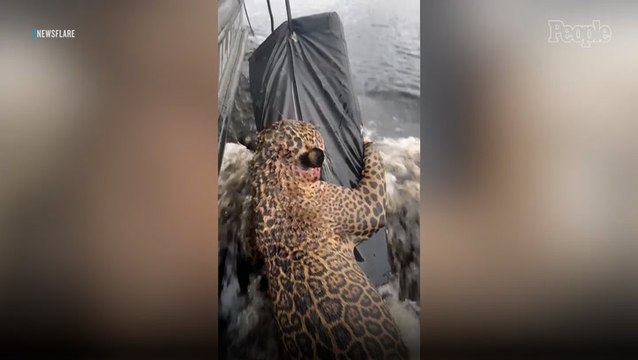 Authorities Pull Struggling Jaguar with Gunshot Wounds from River in Dramatic Rescue Operation