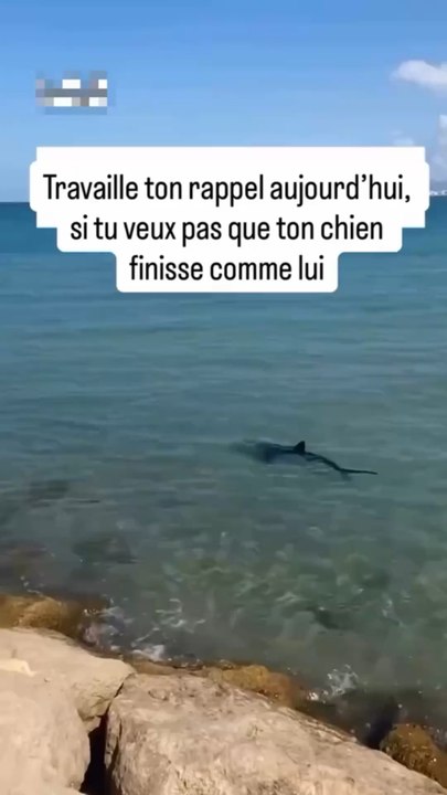 « Travaille ton rappel si tu veux pas que ton chien finisse comme lui » 🤔