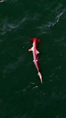 Tubarão-martelo rosa é visto em Arraial do Cabo, no Rio de Janeiro