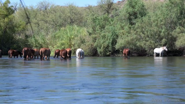 Salt River Horses, Arizona