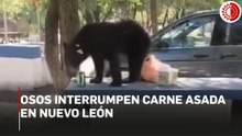 Osos interrumpen carne asada en Nuevo León