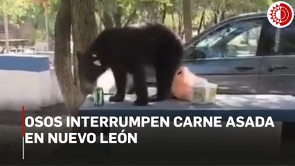 Osos interrumpen carne asada en Nuevo León