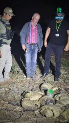 Encuentran 41 lagartos sin piel y en estado de descomposición a orillas de una laguna en Ibiato, Beni