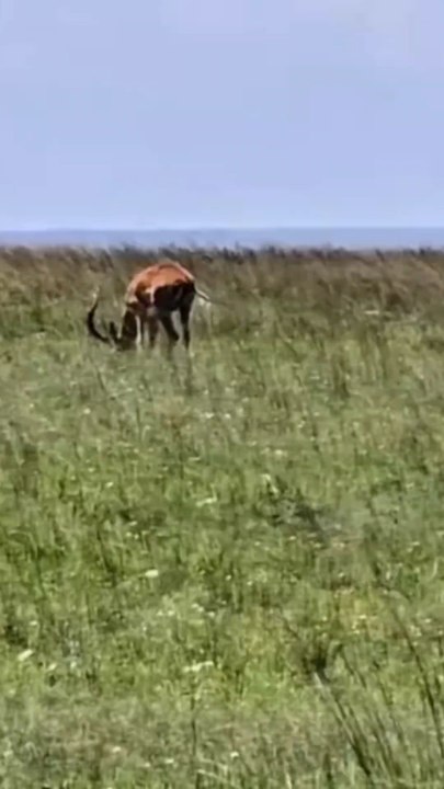 Wildlife