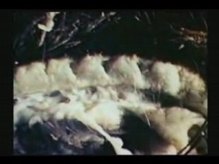 - Mutilations Animales 1 5