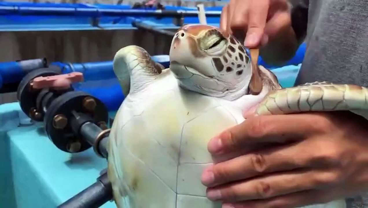 You need to see a turtle getting brushed with a tooth brush. It made my day! 😊