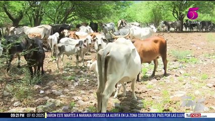 Sesal confirma 169 casos de gusano barrenador en humanos en Honduras