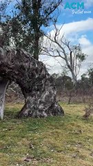 Canberra’s ‘axe attack’ tree mystery solved with some hungry culprits