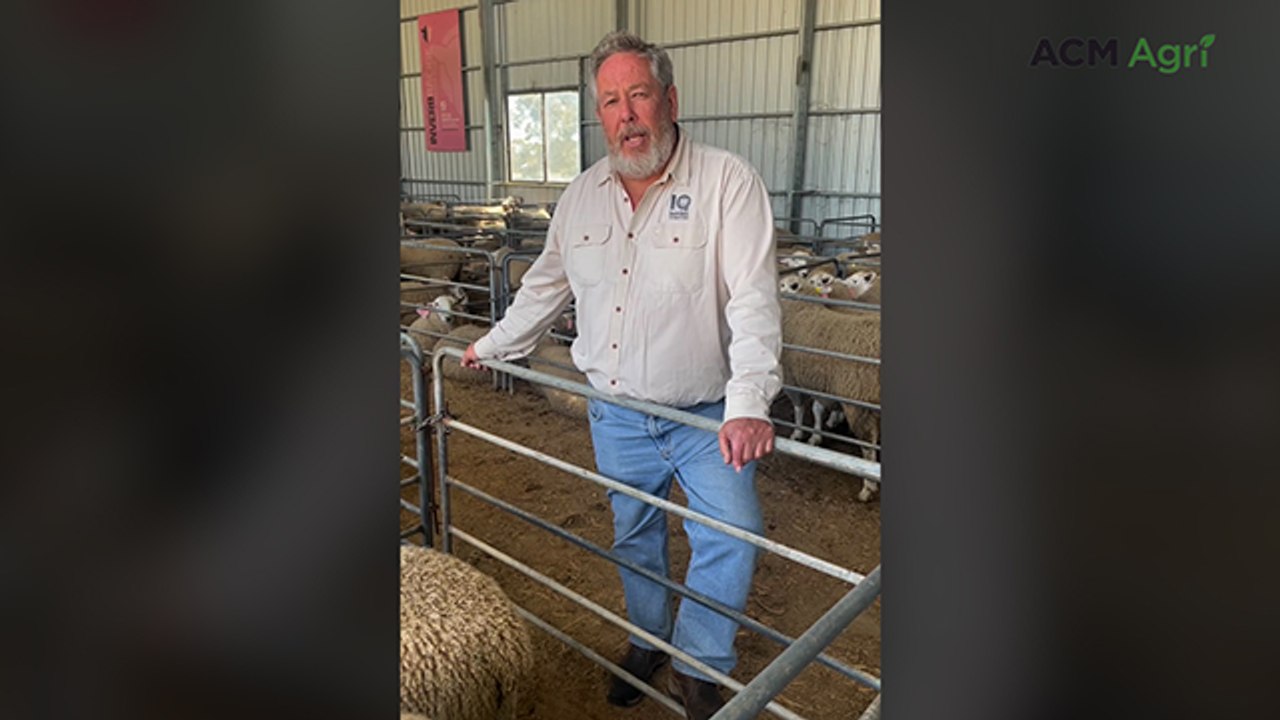 Modern Border Leicesters shine at Inverbrackie sale