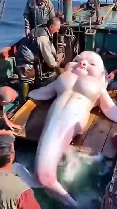 👁️ The Strange Creature Pulled from the Deep Sea! | Fishermen's Terrifying Discovery 🌊🐚