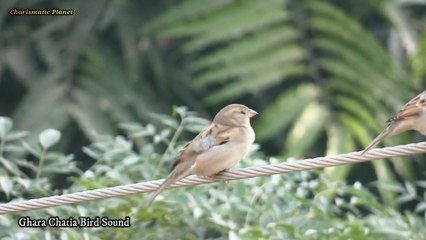 House Sparrow Bird Call | Ghara Chatia Bird Calling in the Wild |