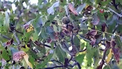 620 yıllık ceviz ağacında hasat